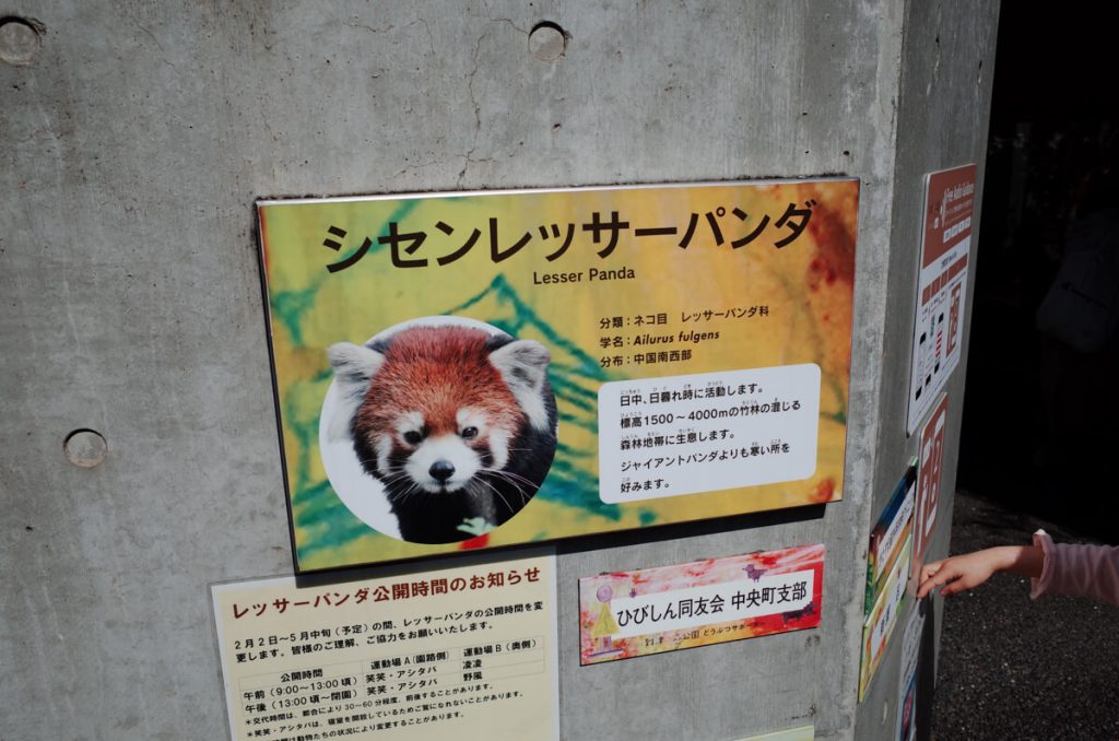 레서판다