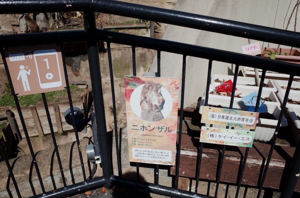 일본원숭이